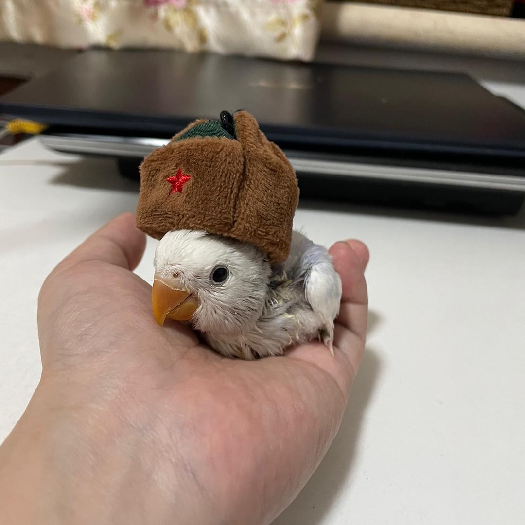 圣殿鬼影🦜