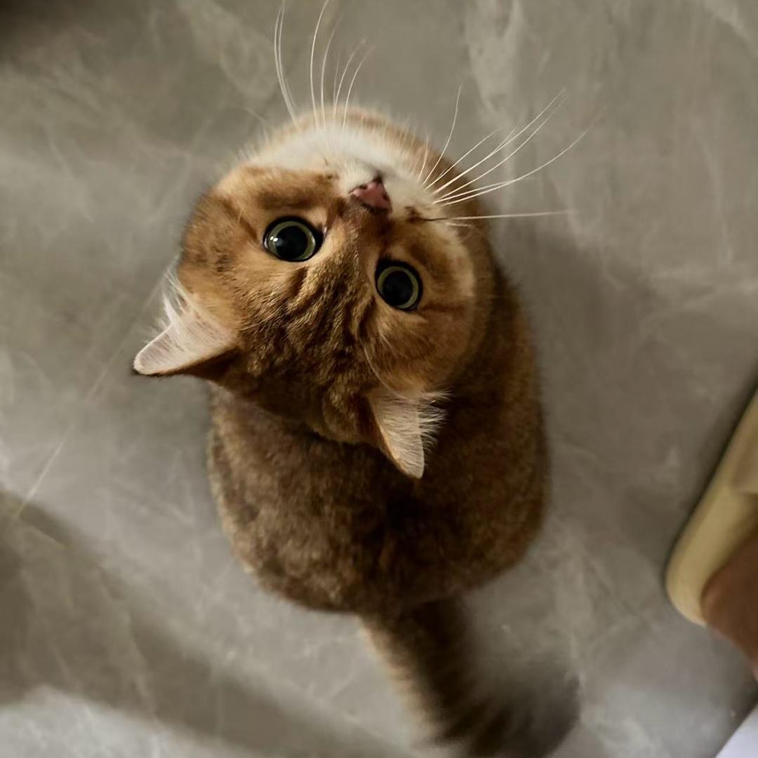 超爱咖啡的猫