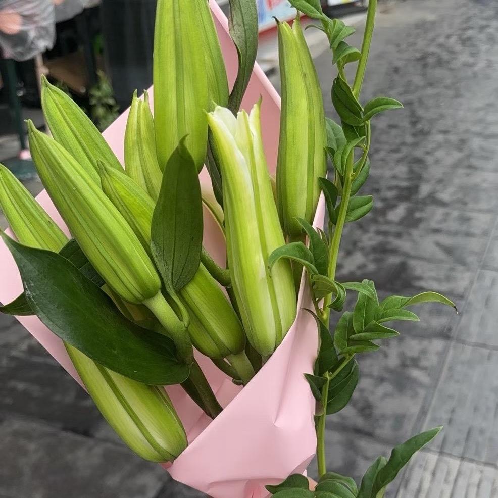 洋芋