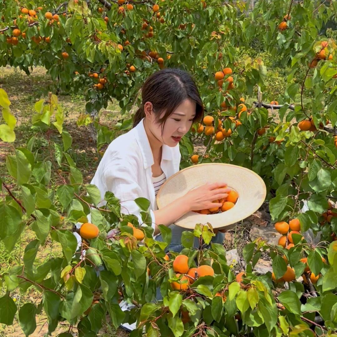秋香生活号