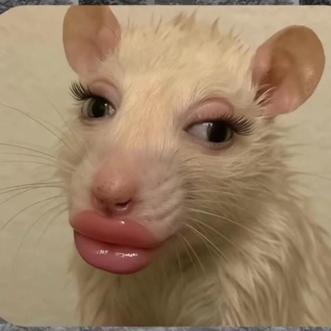 杨杨杨