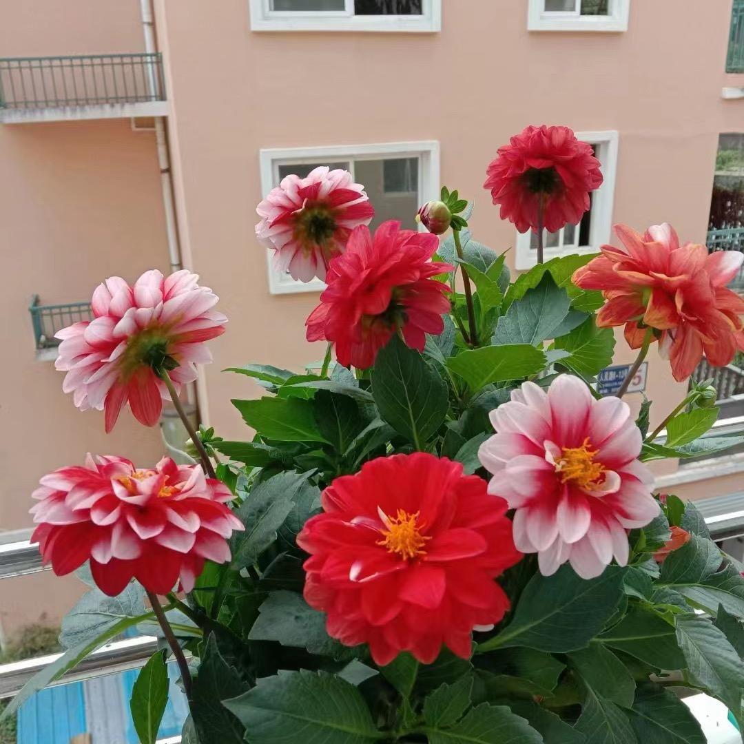 紫荆花🐦‍🔥