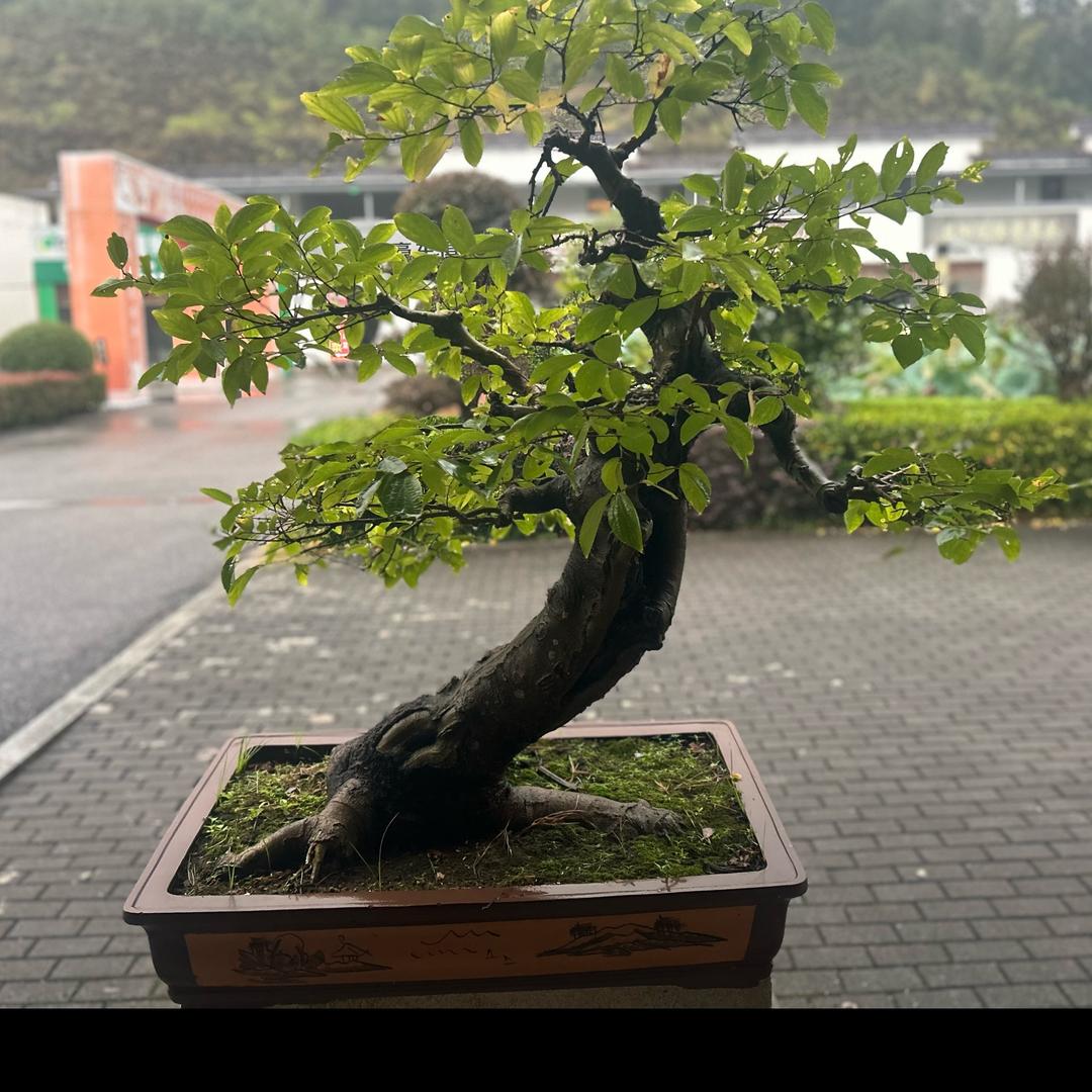 豳罍橐鼍
