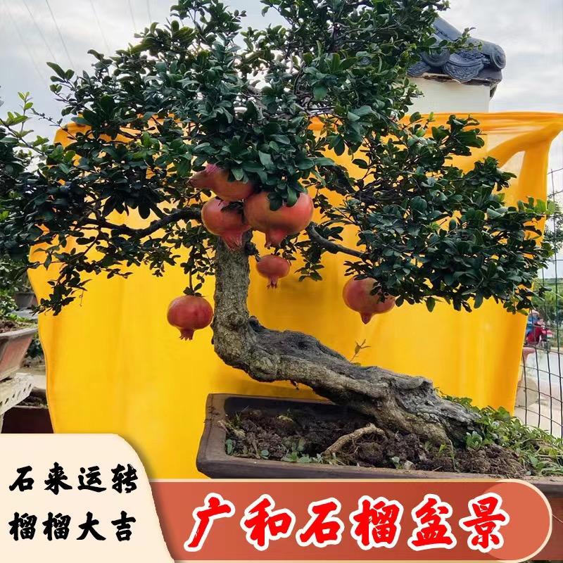 广和石榴盆景