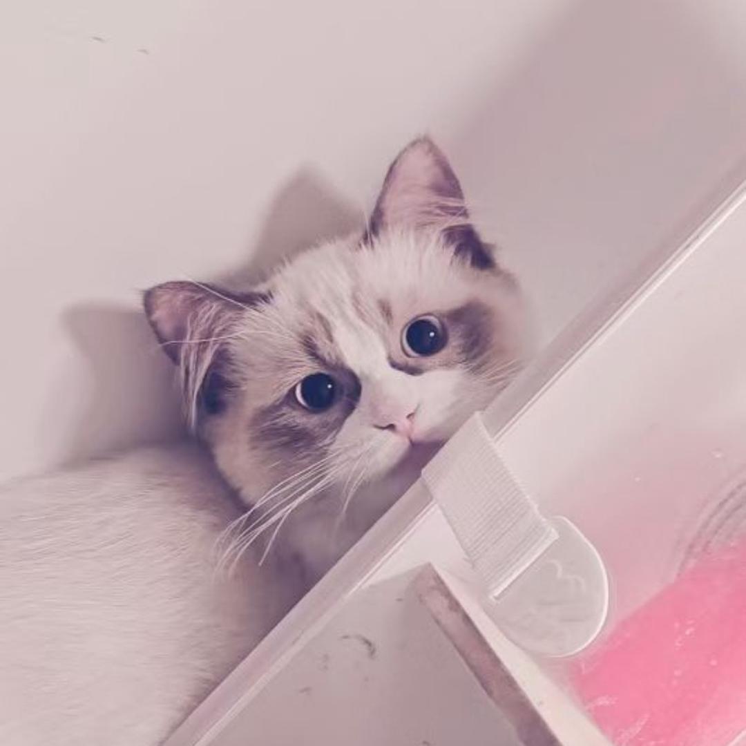小新
