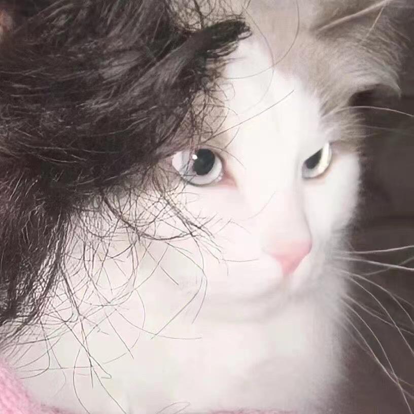 小迪