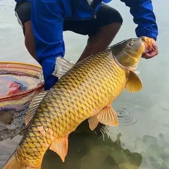 小杨谈养鱼
