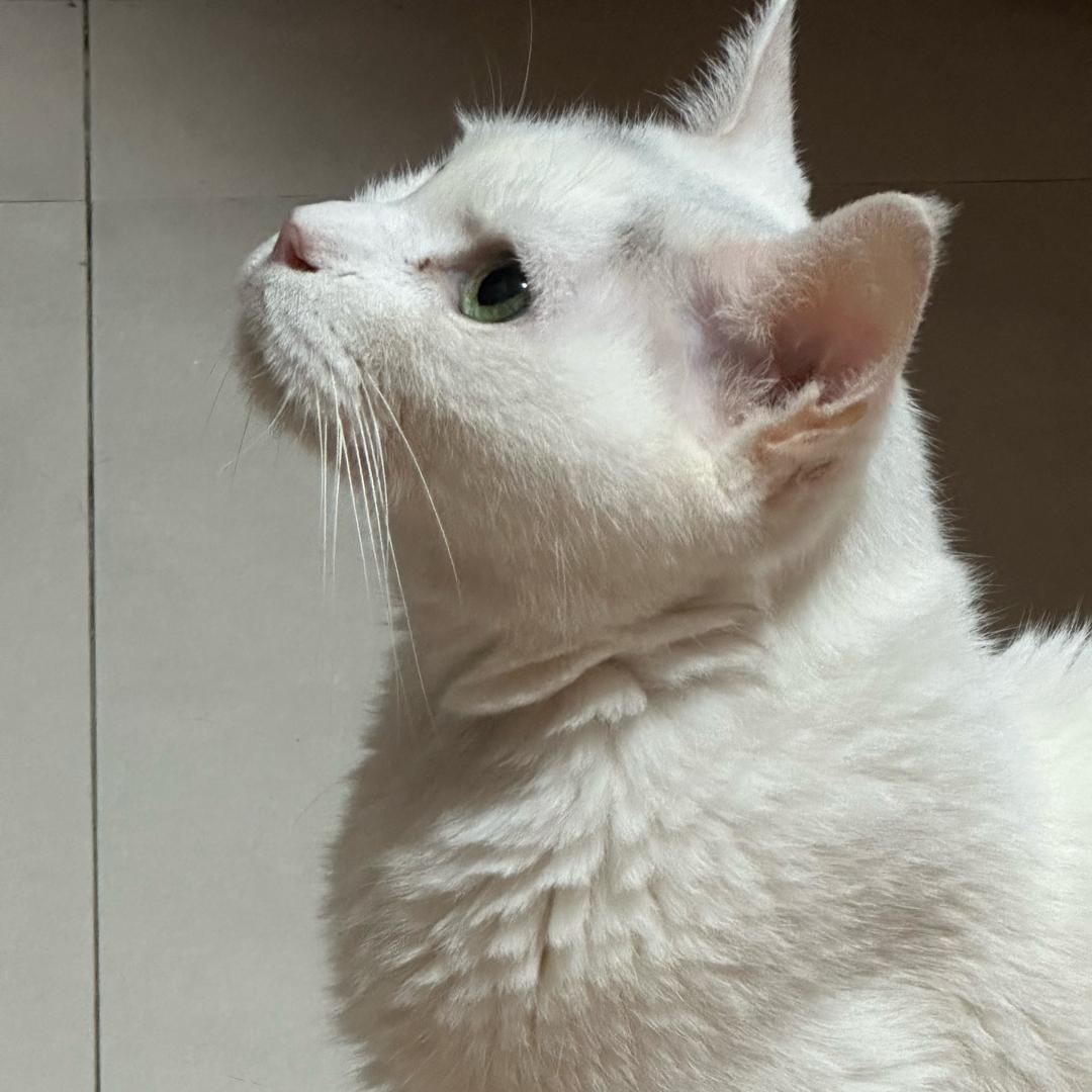 家有猫猫虫