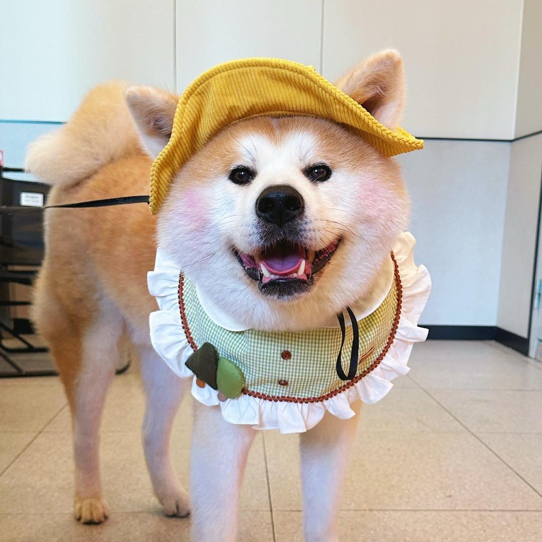 大雄小叮当来咯