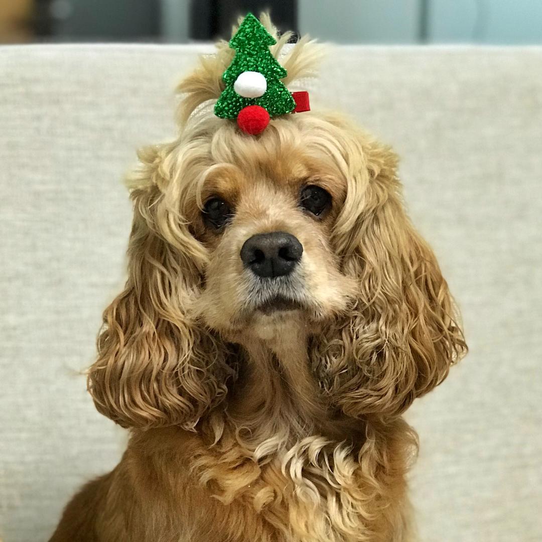 LYM🐶汪星人小乖