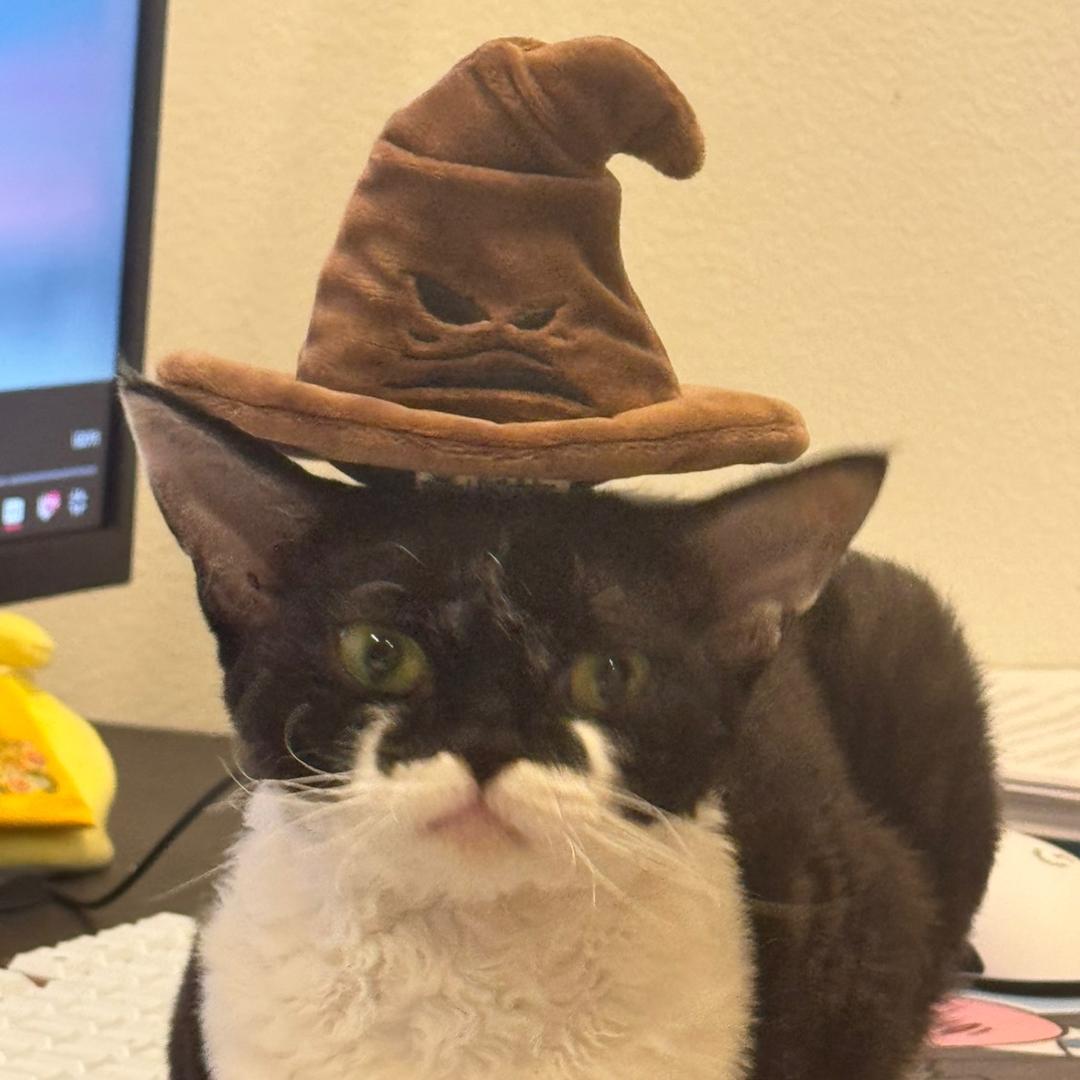 猫头财经