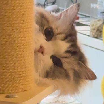 泡菜小猪🐷