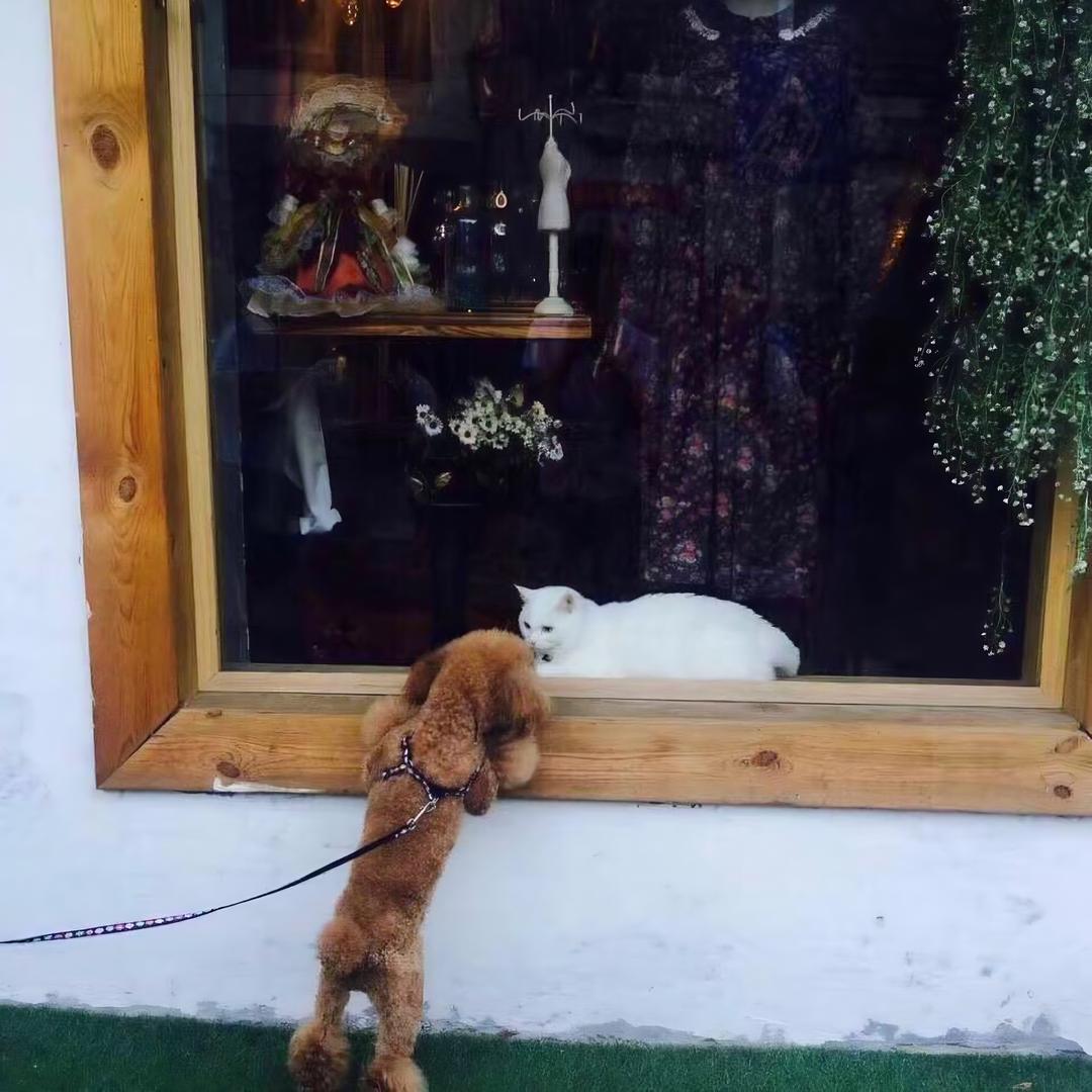 猫侃