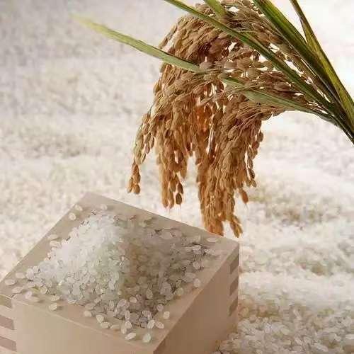 嘟嘟大米🌾