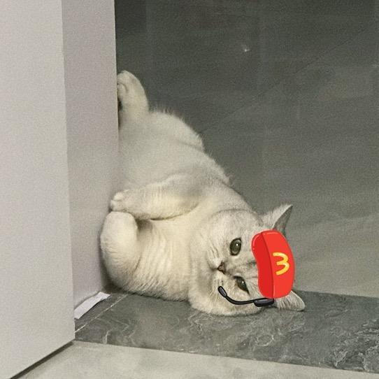 元宝猪咪