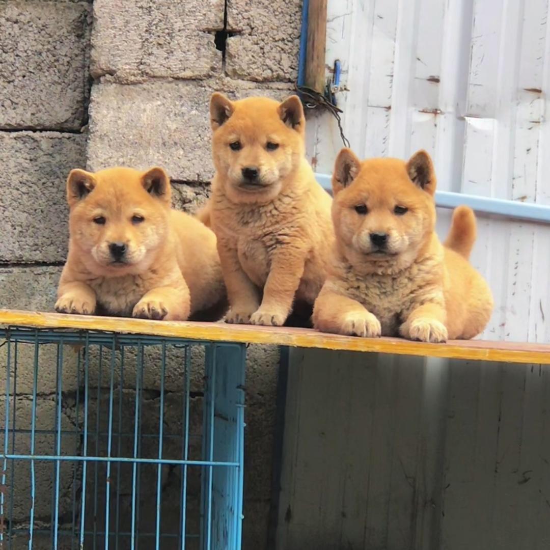 阿波田园犬