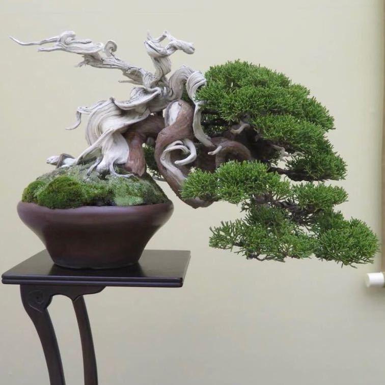 志翔盆景工作室
