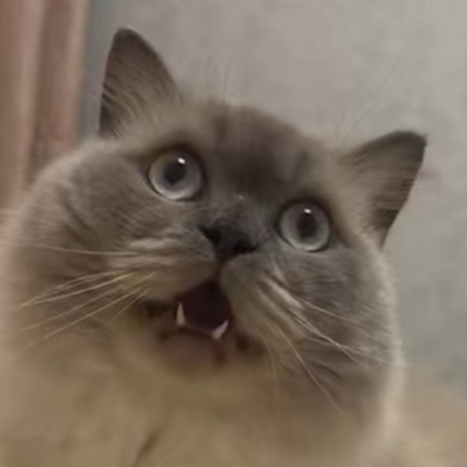 鱼鱼酱