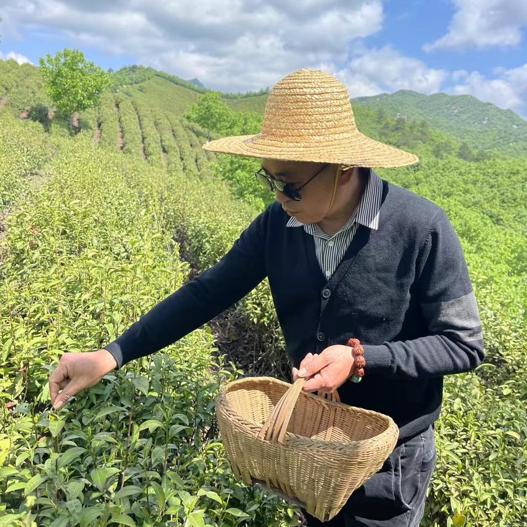 东哥de茶(信阳毛尖)