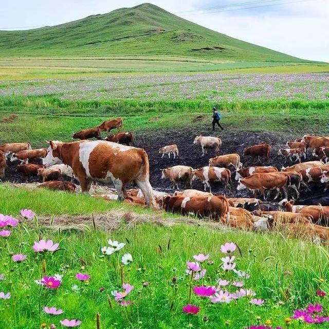 伊春市伊美区志永牛羊肉店