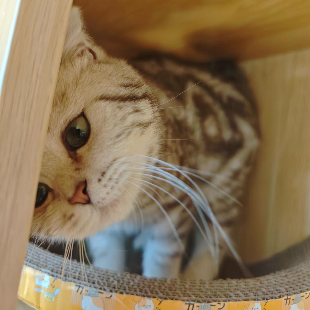 小咪变猪咪