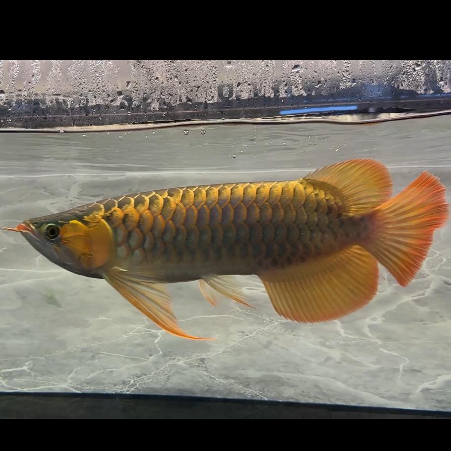 金河水族