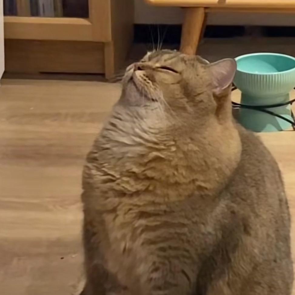 无敌飞天猫猫头
