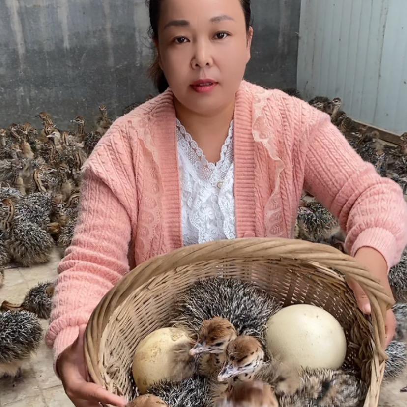 A农家珍禽养殖兰姐