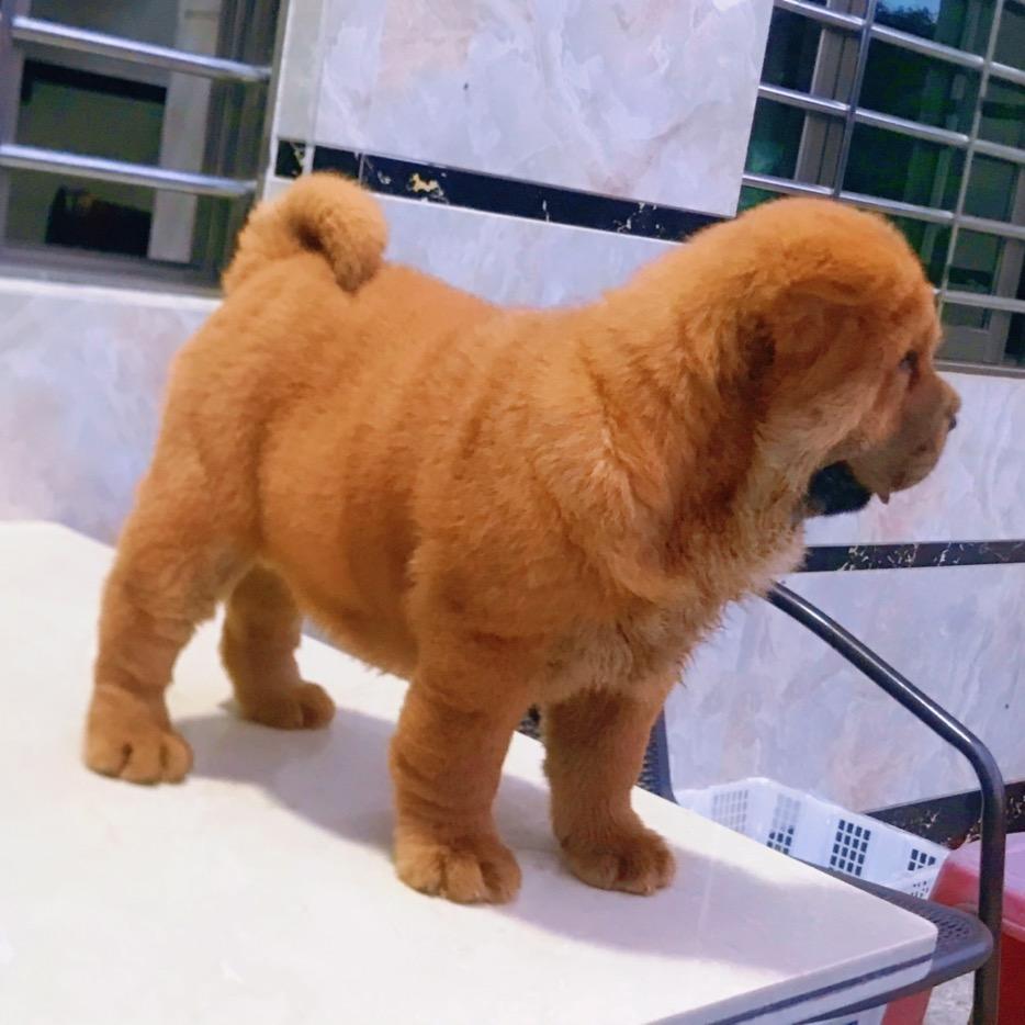 粤K阿～鑫