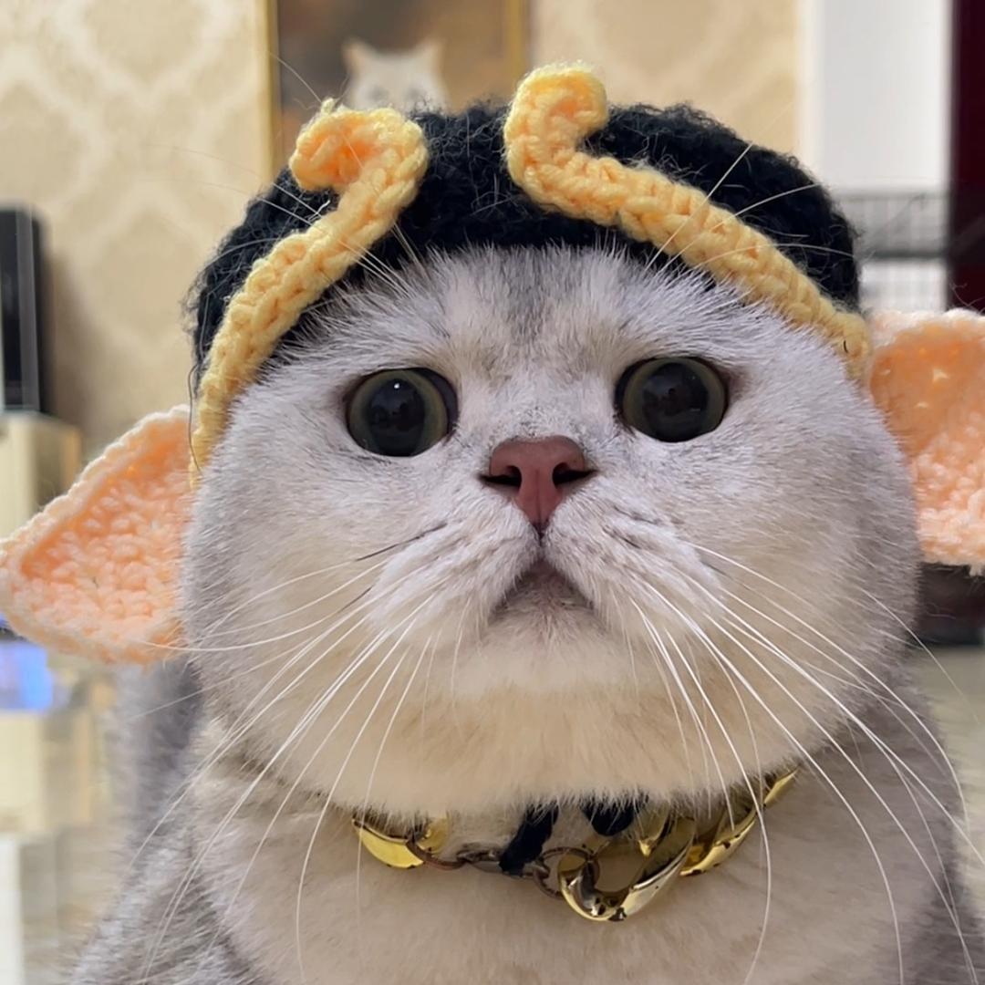 小朱迪迪🐱
