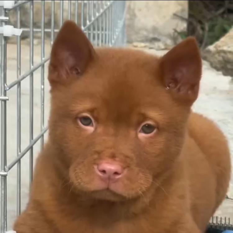 阿锋五红犬