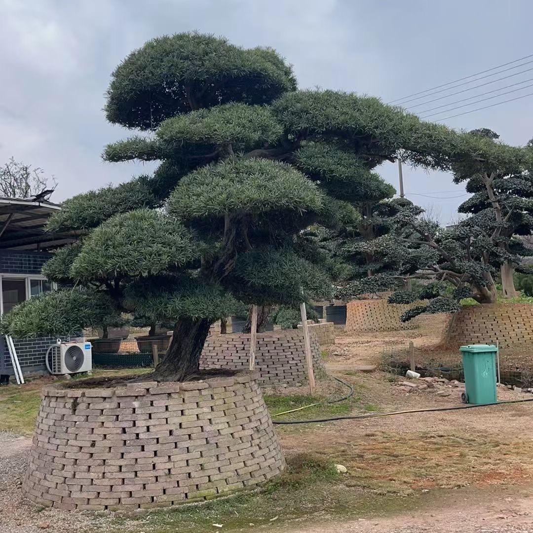 木木盆景园