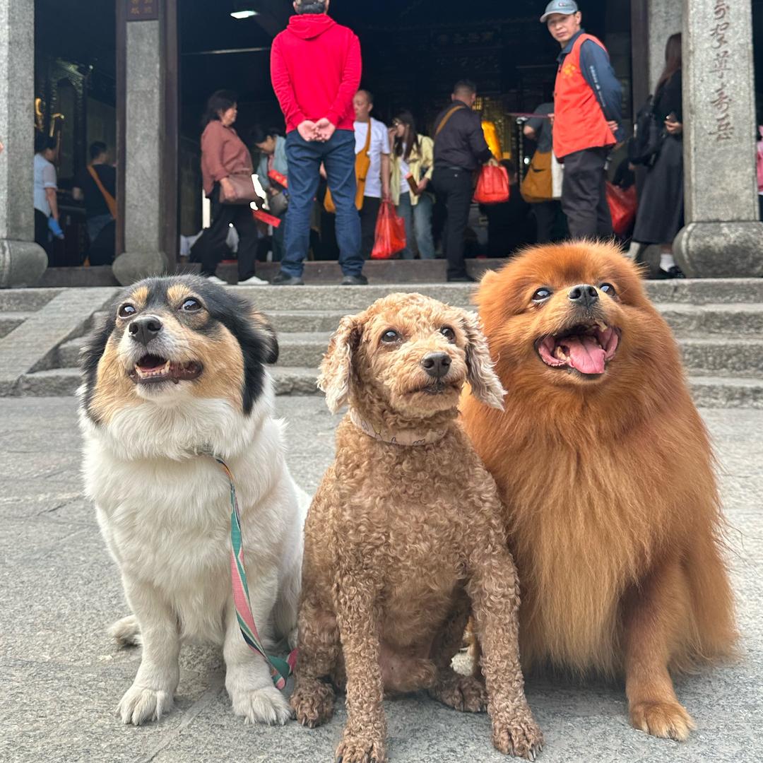四只🐶boss