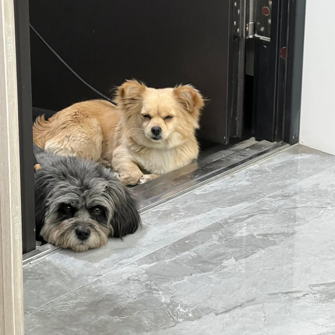 小金不吃了🦦