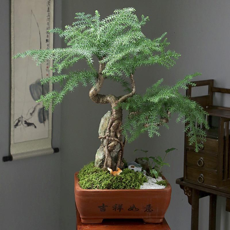 顺祥澳洲杉基地直销