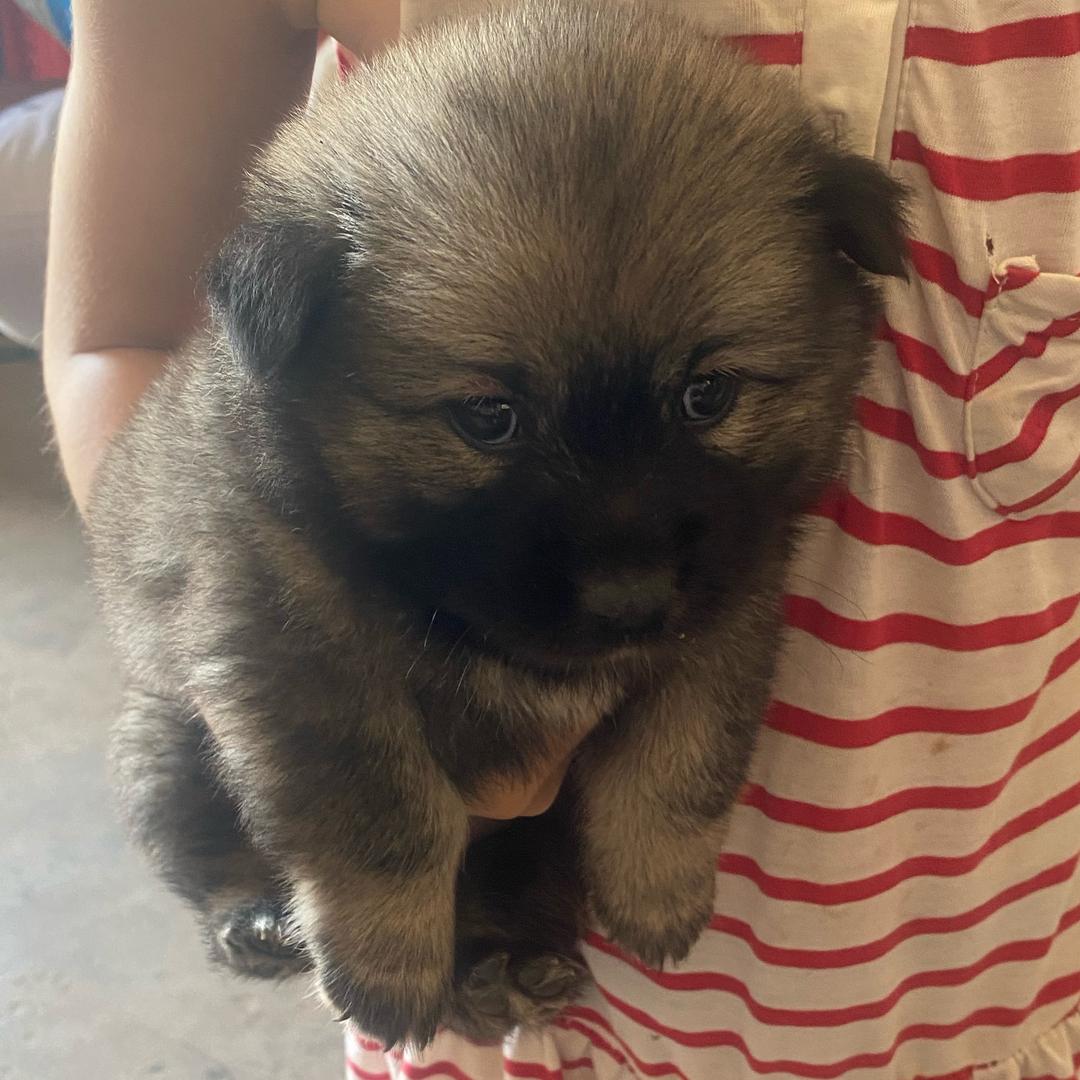 @咪咪是只狗子🐶