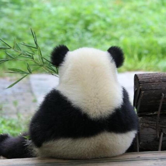 东东中音