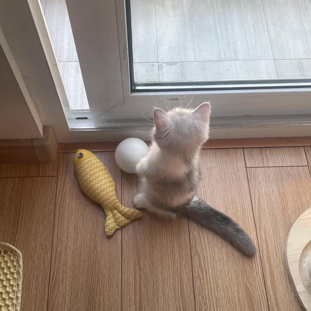 叶