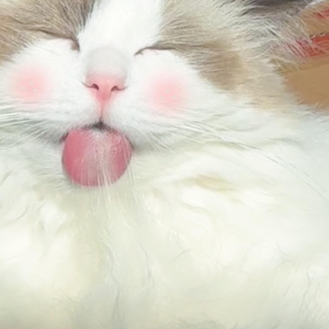 毛嘟嘟