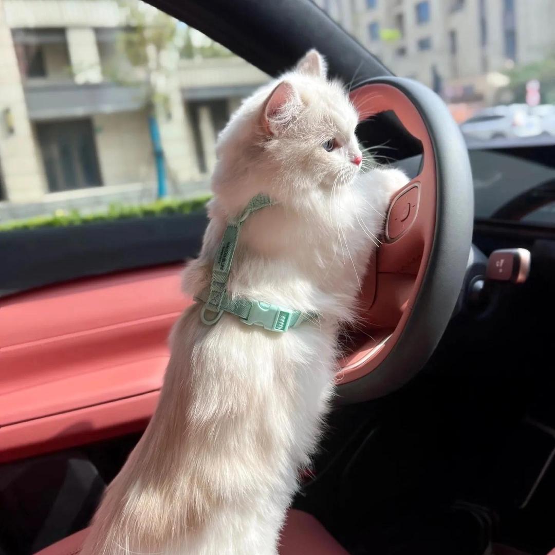 车李子