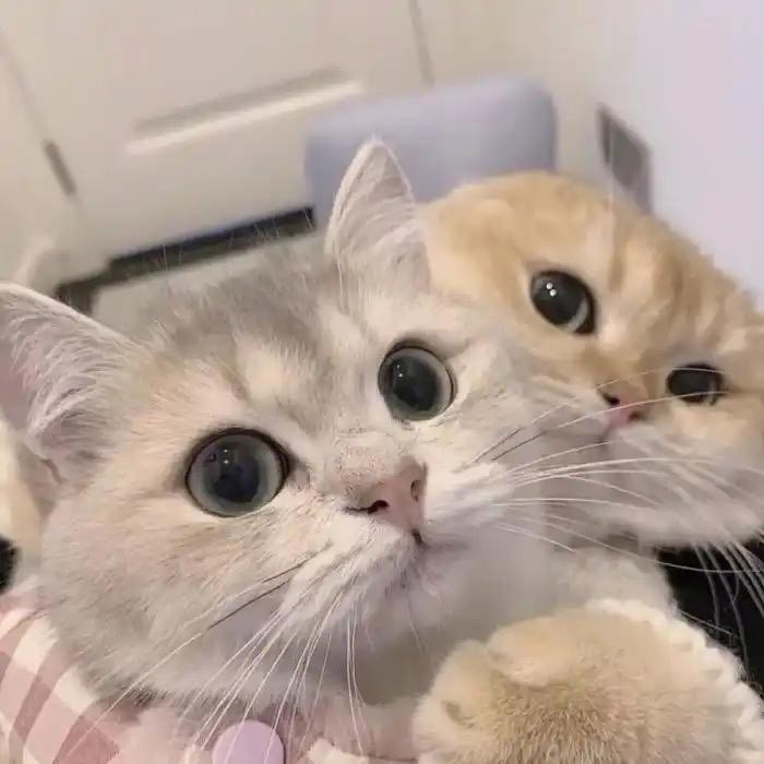 猫咪好物分享