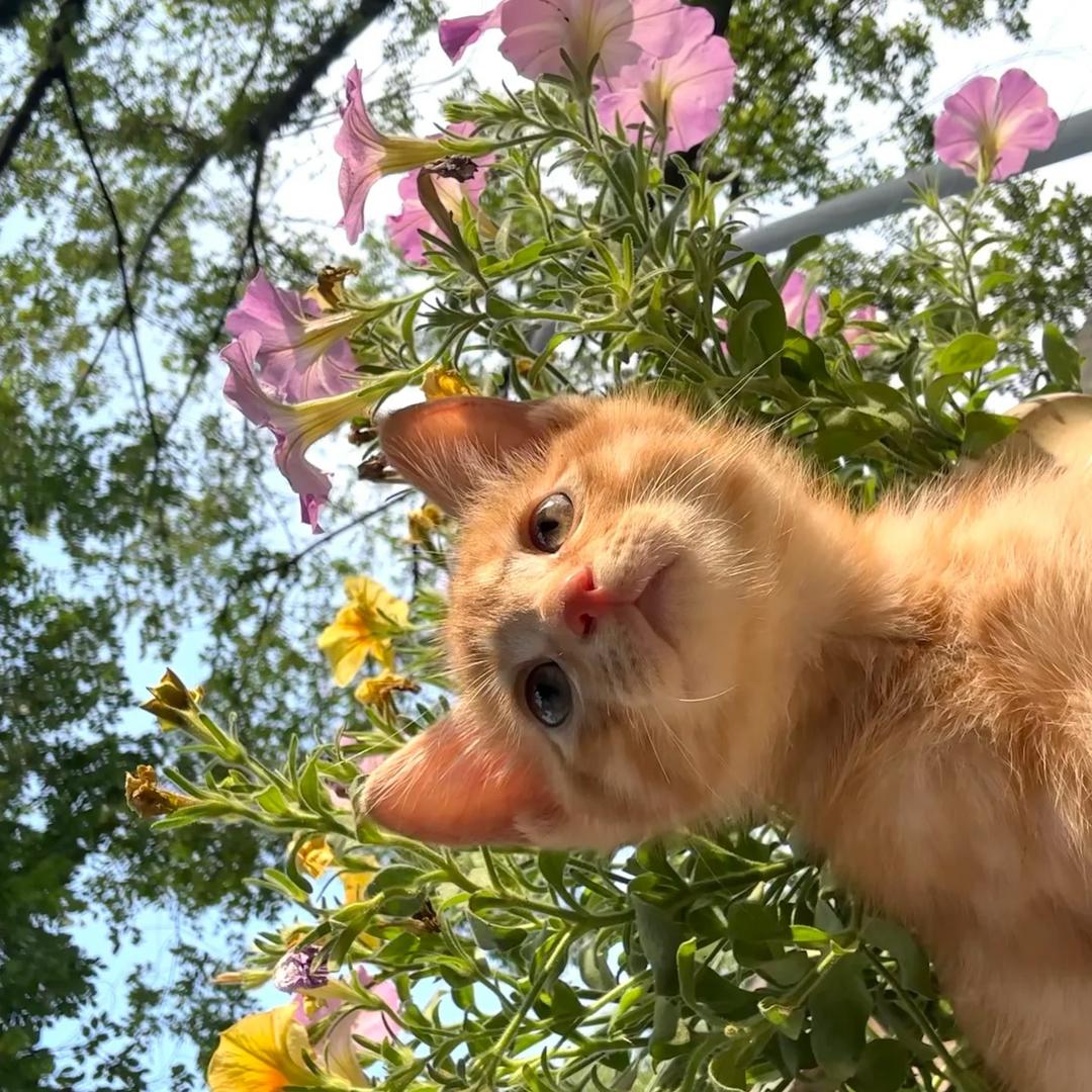 小明🥔