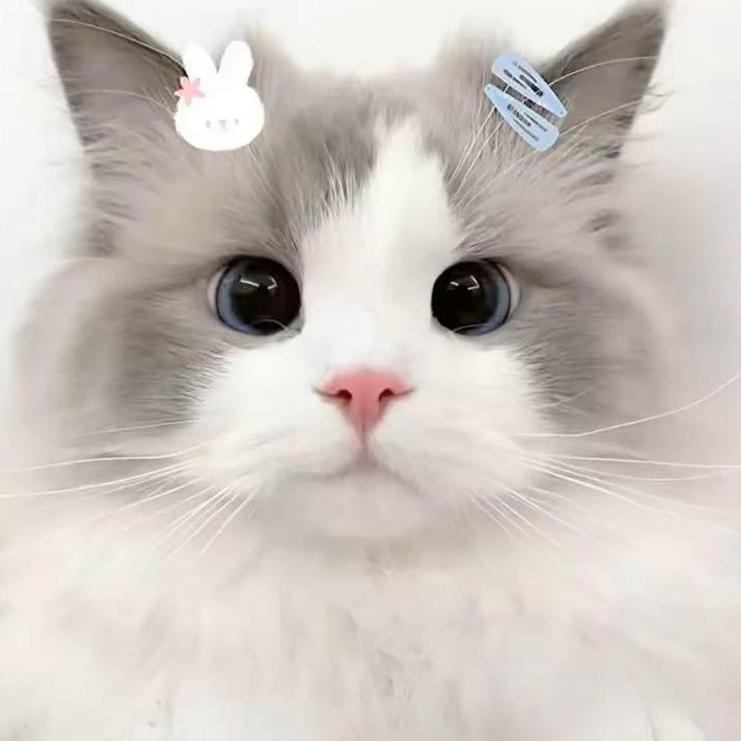 芯