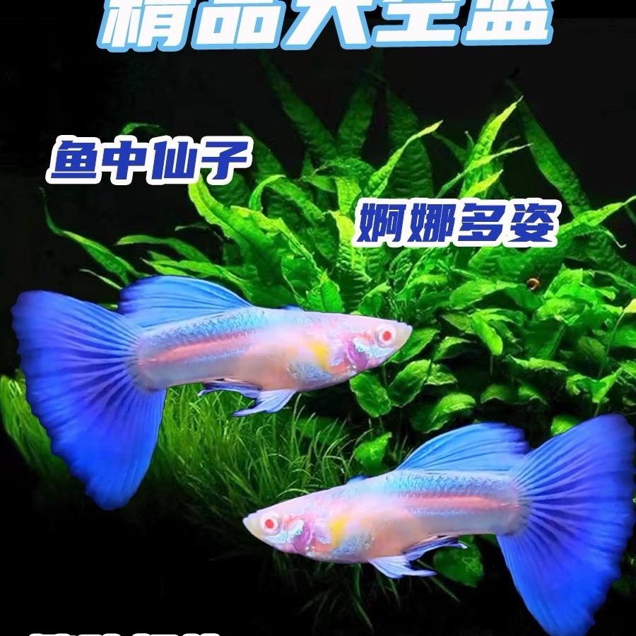 又一家渔业