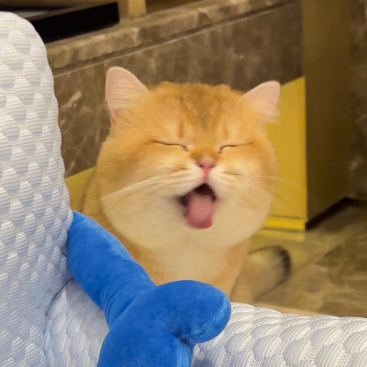 安白与猫
