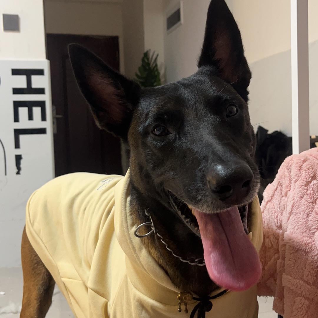 小马是条马犬