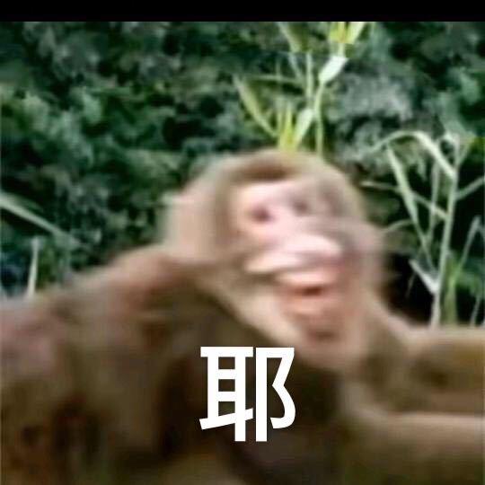 世界流浪名猿