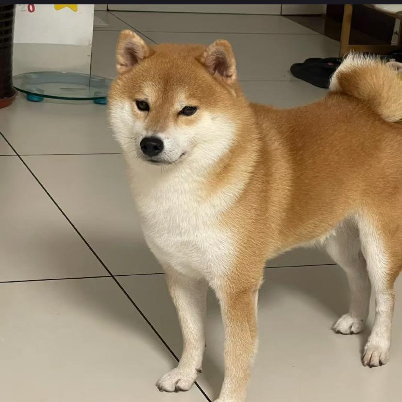 草莓耶耶