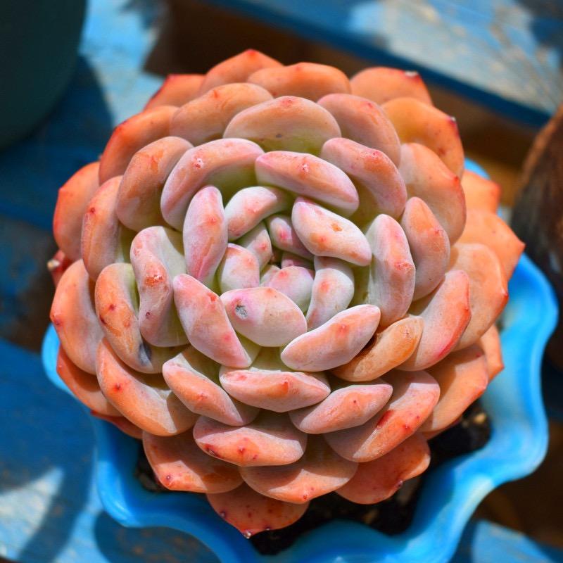 云卉🍊