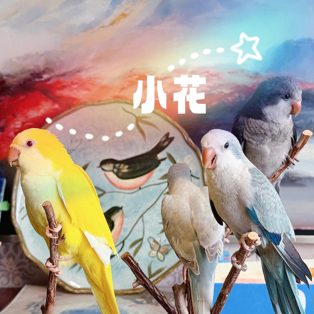 陈小花